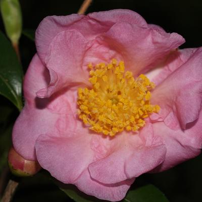 Camellia Winter's Joy