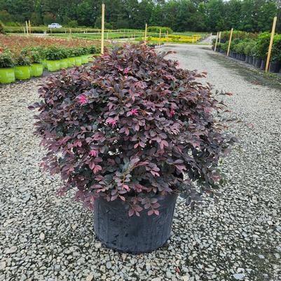 Loropetalum chinense var. rubrum Daruma