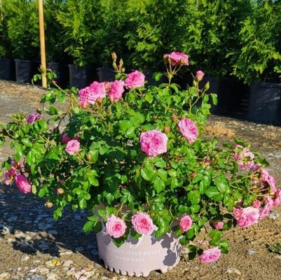 Rosa Sweet Drift®