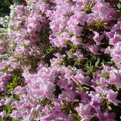 Rhododendron Southern Indica hybrid George Taber