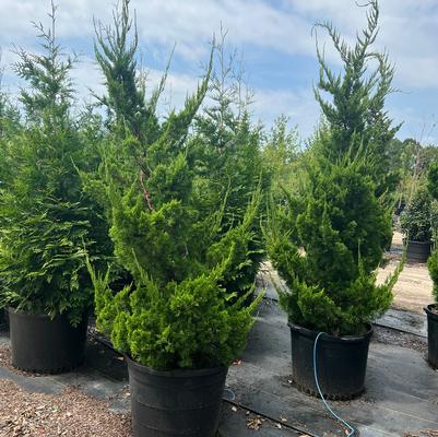 Juniperus chinensis Torulosa™