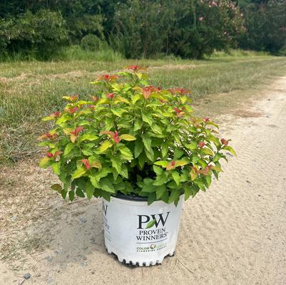 Spiraea japonica Double Play® Candy Corn® 