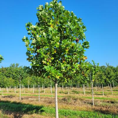 Liriodendron tulipfera 
