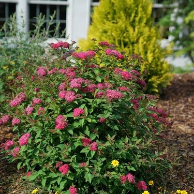 Spiraea Double Play Doozie® 