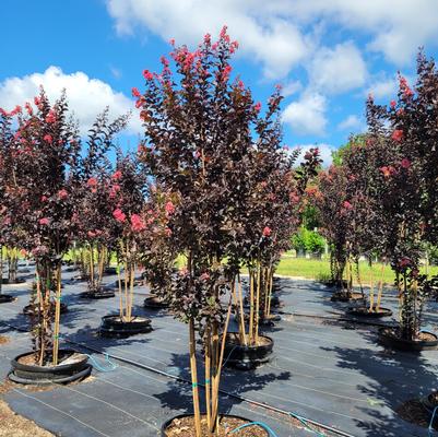 Lagerstroemia Thunderstruck™ Coral Boom™