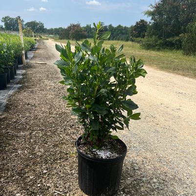 Camellia sasanqua 'Kanjiro'