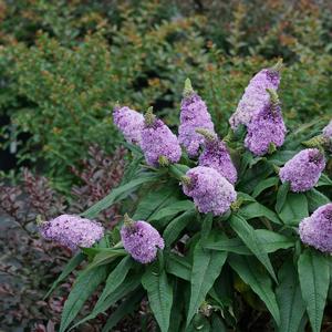 Buddleia Pugster® Amethyst