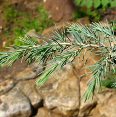 Cedrus deodara 