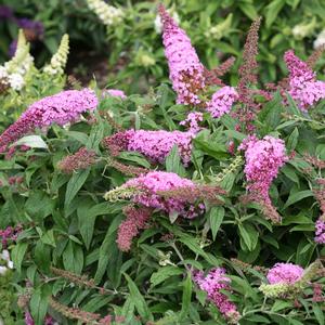 Buddleia Pugster Pink® 