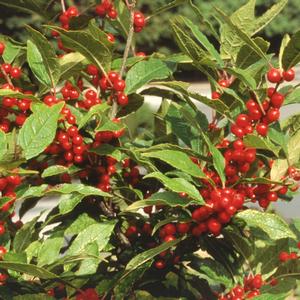 Ilex verticillata 