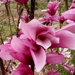 Magnolia Jane