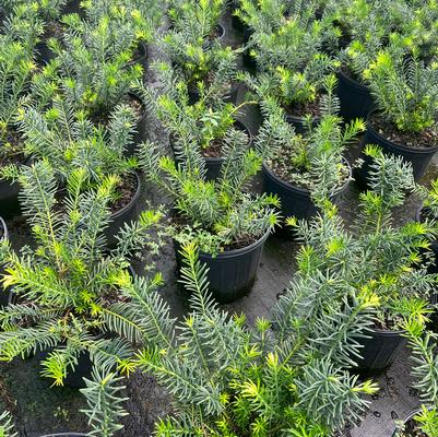 Cephalotaxus harringtonia Duke Gardens