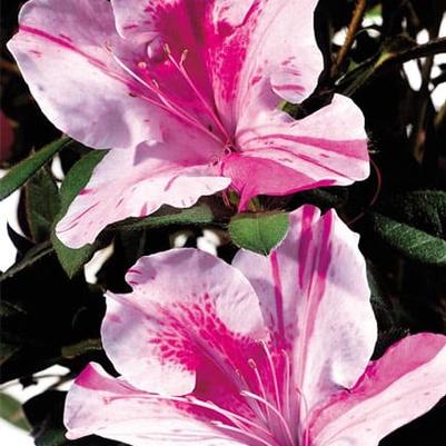 Rhododendron Autumn Twist®