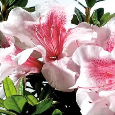 Rhododendron Robled Autumn Chiffon™