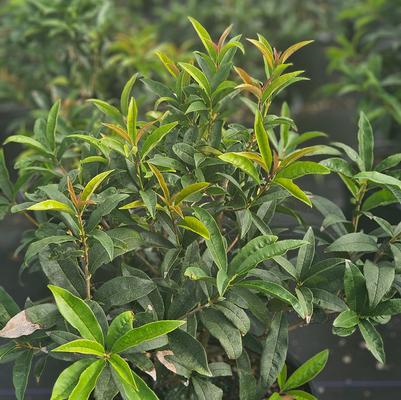 Osmanthus fragrans Fudingzhu
