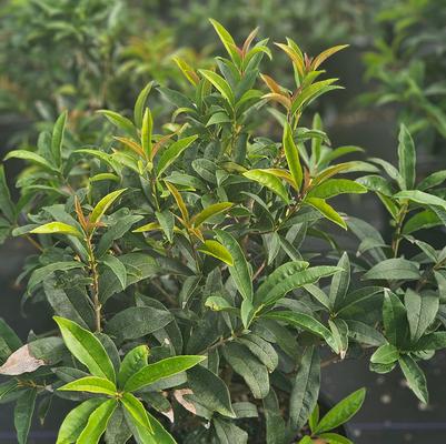 Osmanthus fragrans 'Fudingzhu' Sweet Tea Olive