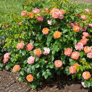 Rosa Knock Out® Orange Glow™