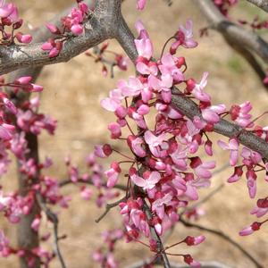 Cercis canadensis Ruby Falls
