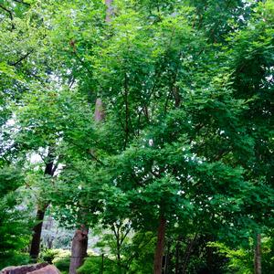 Acer truncatum Main Street®