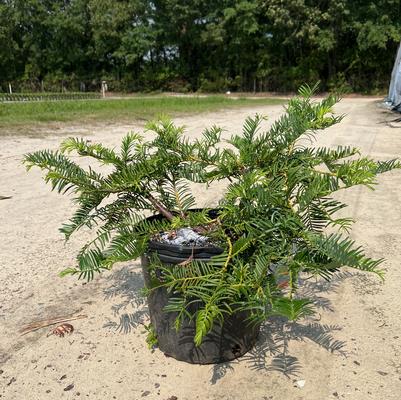 Cephalotaxus harringtonia Prostrata