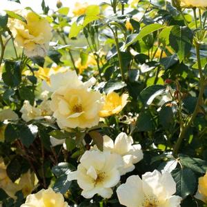 Rosa Knock Out® Easy Bee-zy™