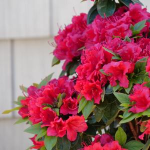 Camellia x 'Taylor's Perfection'