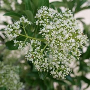 Viburnum Yardline®