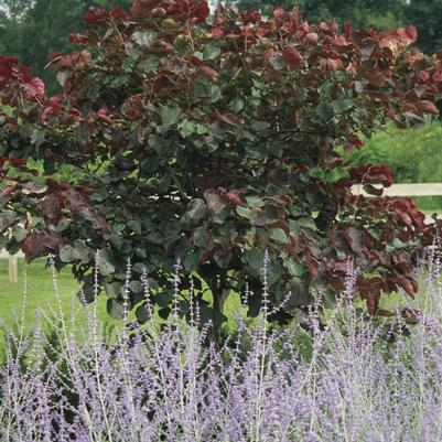 Cercis canadensis Forest Pansy