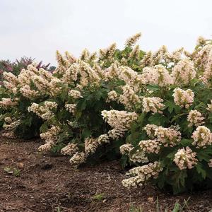 Hydrangea quercifolia Li'l Annie Oakleaf™