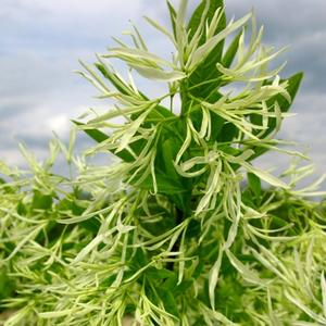 Chionanthus virginicus 