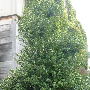 Ilex x latifolia Miss Patricia