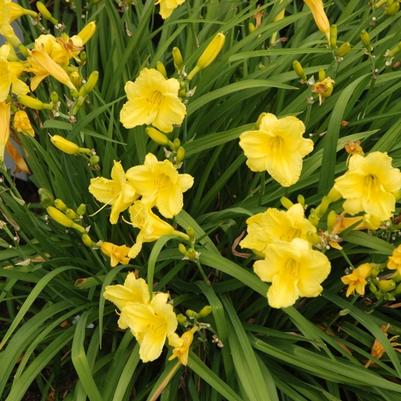 Hemerocallis Happy Returns