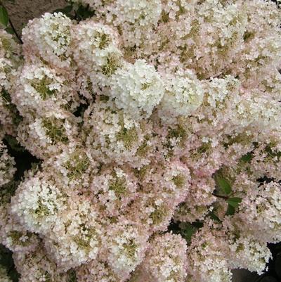 Hydrangea paniculata Bobo® 