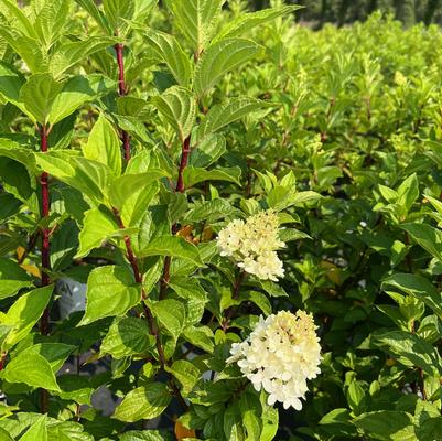 Hydrangea paniculata Little Lime® 