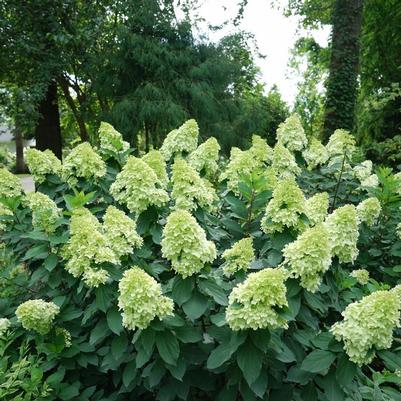 Hydrangea paniculata Limelight Prime® 