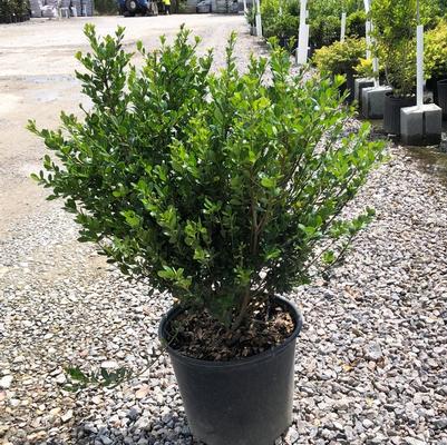 Ilex crenata Compacta