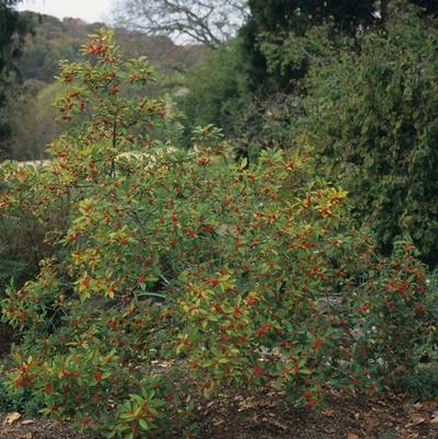 Ilex verticillata Winter Red