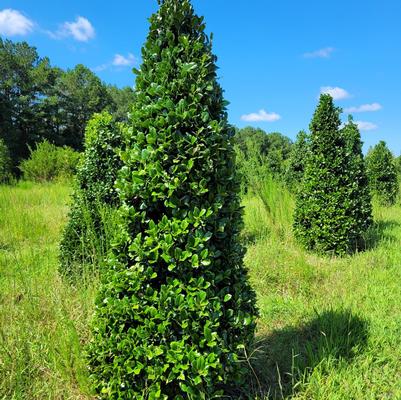 Juniperus horizontalis 'Plumosa Compacta Youngstown'