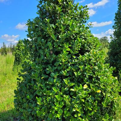 Juniperus conferta 'Blue Pacific'