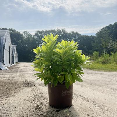 Illicium parviflorum BananAppeal®