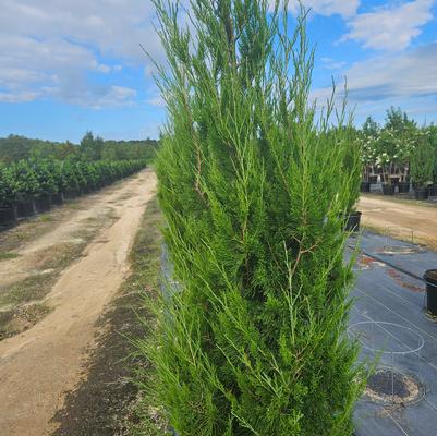 Juniperus chinensis Hetzii Columnaris