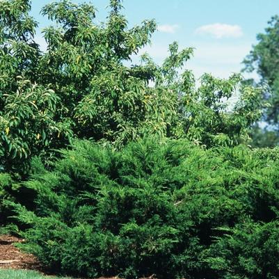 Juniperus chinensis 'Sargentii'