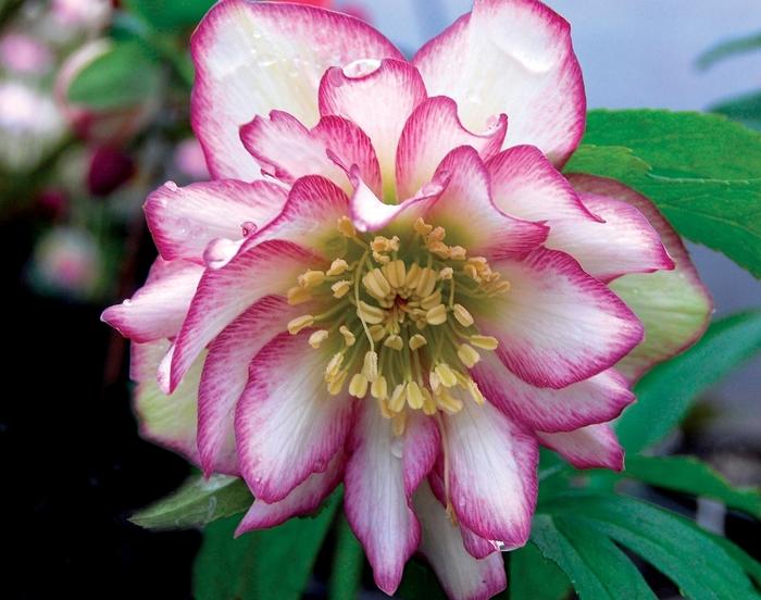 Helleborus Winter Jewels™ Rose Quartz