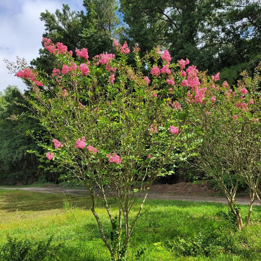 Lagerstroemia 'Miami' - Crapemyrtle from Jericho Farms