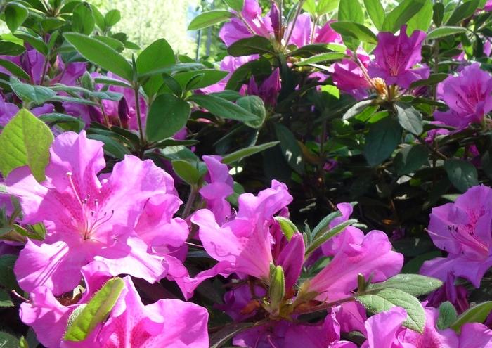 Rhododendron Encore® Autumn Royalty®