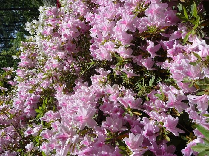 Rhododendron Southern Indica hybrid George Taber