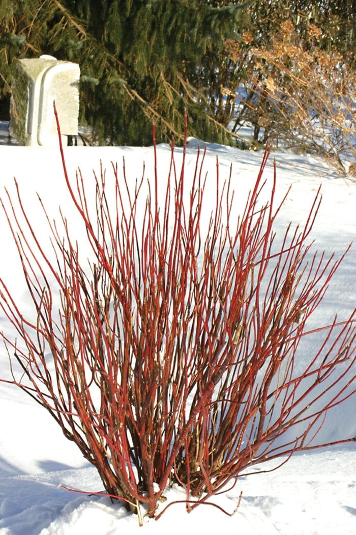 Cornus stolonifera Arctic Fire® Red