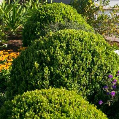 Buxus microphylla var japonica Baby Gem™