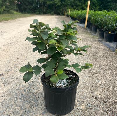 Fothergilla major Mount Airy