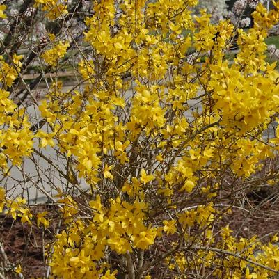 Forsythia x intermedia Lynwood